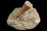 Mosasaurus Tooth In Rock - Morocco #70469-2
